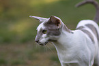 Oriental Shorthair