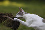 Oriental Shorthair