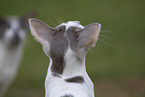 Oriental Shorthairs