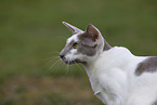 Oriental Shorthair