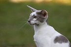 Oriental Shorthair