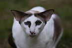 Oriental Shorthair