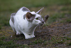 Oriental Shorthair