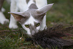 Oriental Shorthair