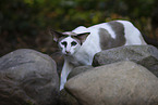 Oriental Shorthair