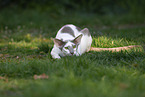 Oriental Shorthair