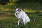 Oriental Shorthairs