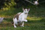 Oriental Shorthair