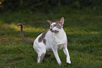 Oriental Shorthair