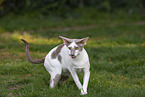 Oriental Shorthair