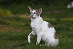 Oriental Shorthair
