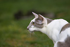 Oriental Shorthair