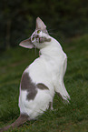 Oriental Shorthair