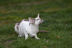 Oriental Shorthair