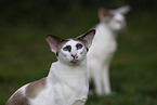 Oriental Shorthairs