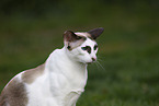 Oriental Shorthair