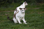 Oriental Shorthairs