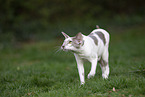 Oriental Shorthair