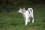 Oriental Shorthair