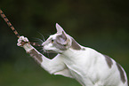 Oriental Shorthair