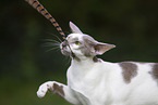 Oriental Shorthair