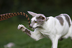 Oriental Shorthair