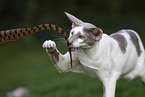 Oriental Shorthair