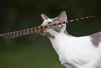Oriental Shorthair