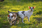 Oriental Shorthairs