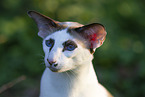 Oriental Shorthair
