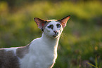 Oriental Shorthair