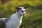 Oriental Shorthair