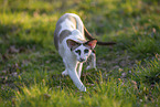 Oriental Shorthair