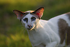 Oriental Shorthair