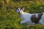 Oriental Shorthair