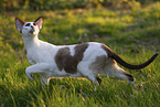 Oriental Shorthair