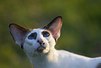 Oriental Shorthair
