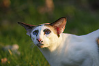 Oriental Shorthair