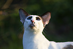 Oriental Shorthair