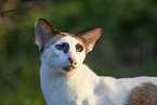 Oriental Shorthair