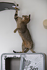 Oriental Shorthair