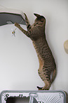 Oriental Shorthair