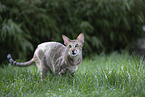 Oriental Shorthair