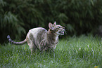 Oriental Shorthair