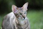 Oriental Shorthair