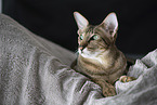 Oriental Shorthair
