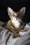 Oriental Shorthair