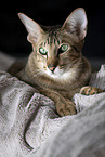 Oriental Shorthair