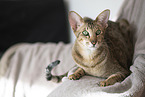 Oriental Shorthair