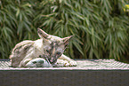Oriental Shorthair